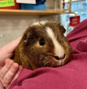 Rescue Guinea Pig Guinea Pigs for Adoption in Annapolis, Maryland - Tupig (w/ Piggie Smalls) | PetCurious